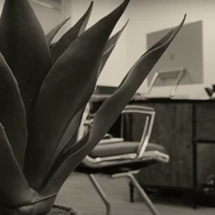 Indoor plant in the office